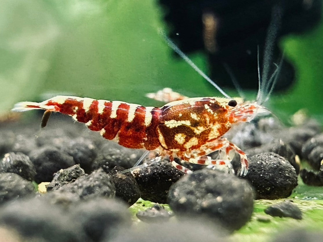 RED GALAXY FISHBONE - LOW GRADE ( $14.99/1p )
