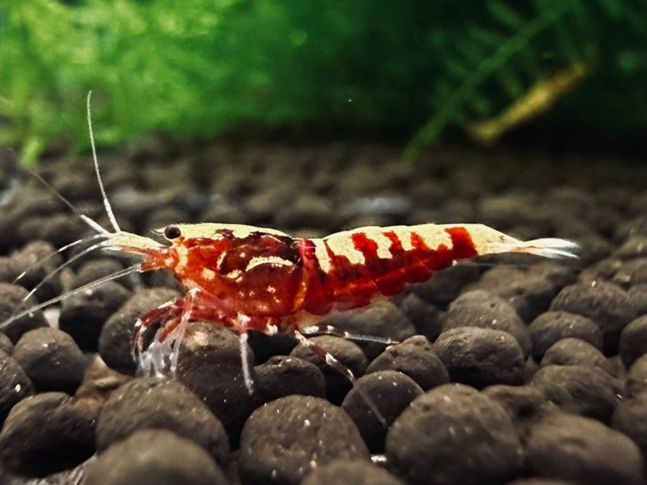 RED GALAXY FISHBONE - LOW GRADE ( $14.99/1p )