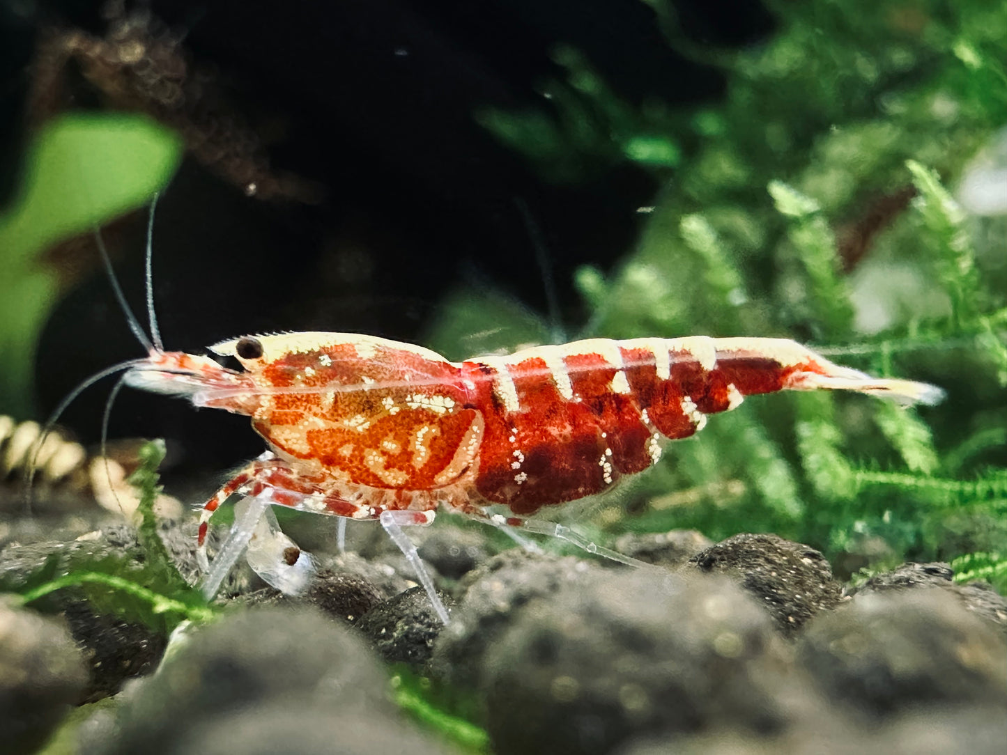 RED GALAXY FISHBONE - LOW GRADE ( $14.99/1p )