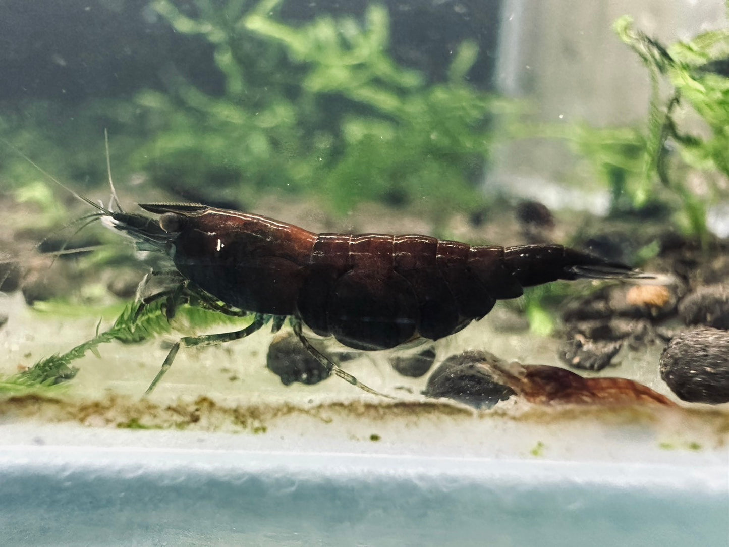 RED ONYX ( $8.99/1p )