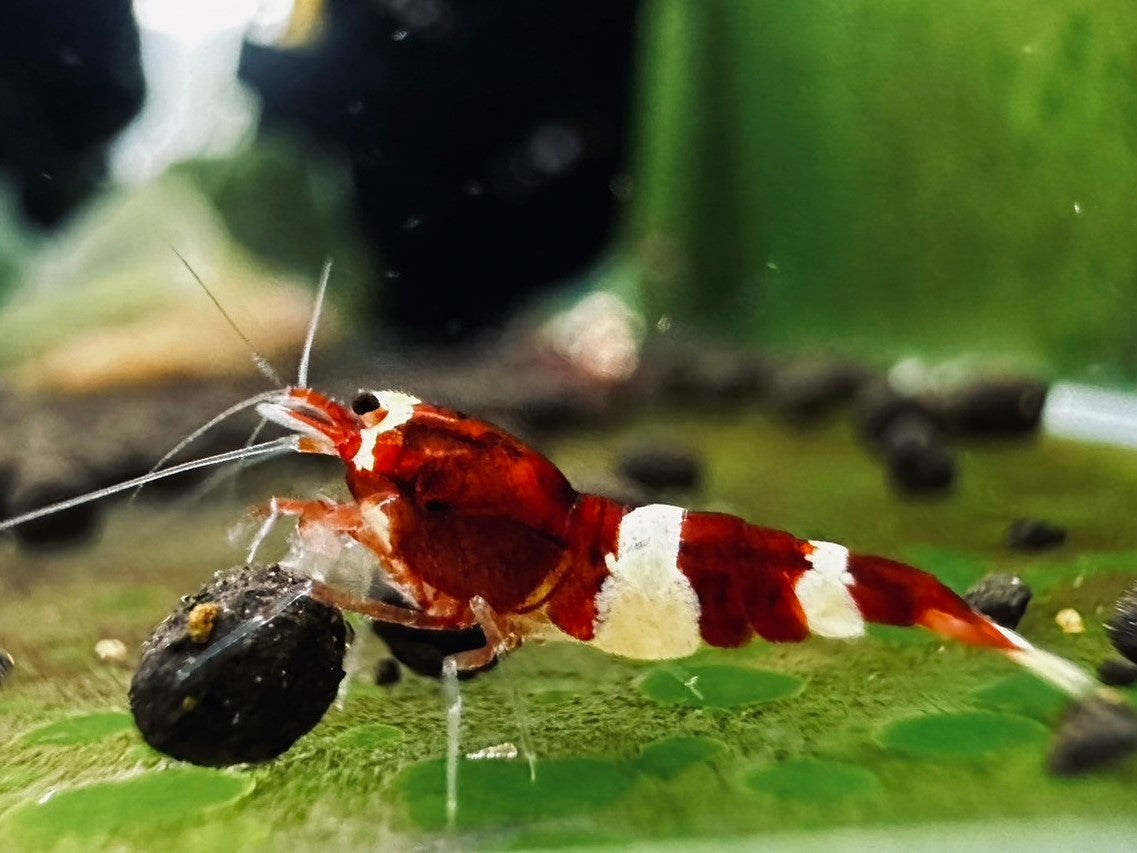 RED PANDA ( $9.99/1p )