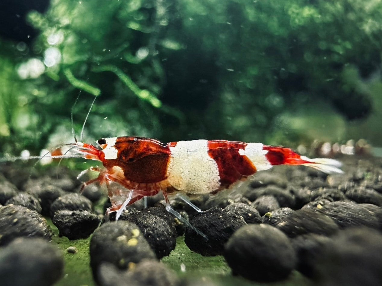 RED PANDA ( $9.99/1p )