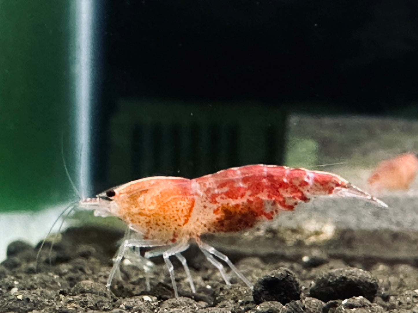 RED PEARL TIGER ( $9.99/1P )