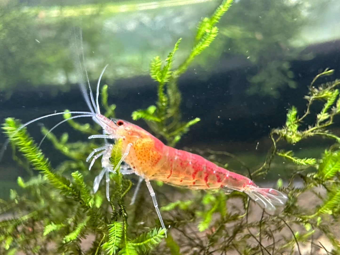 RED PEARL TIGER ( $9.99/1P )