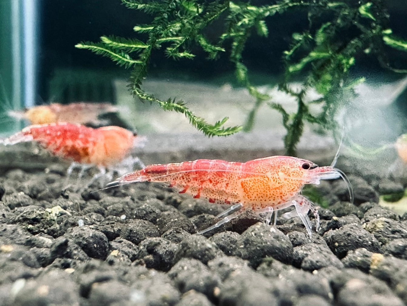 RED PEARL TIGER ( $9.99/1P )