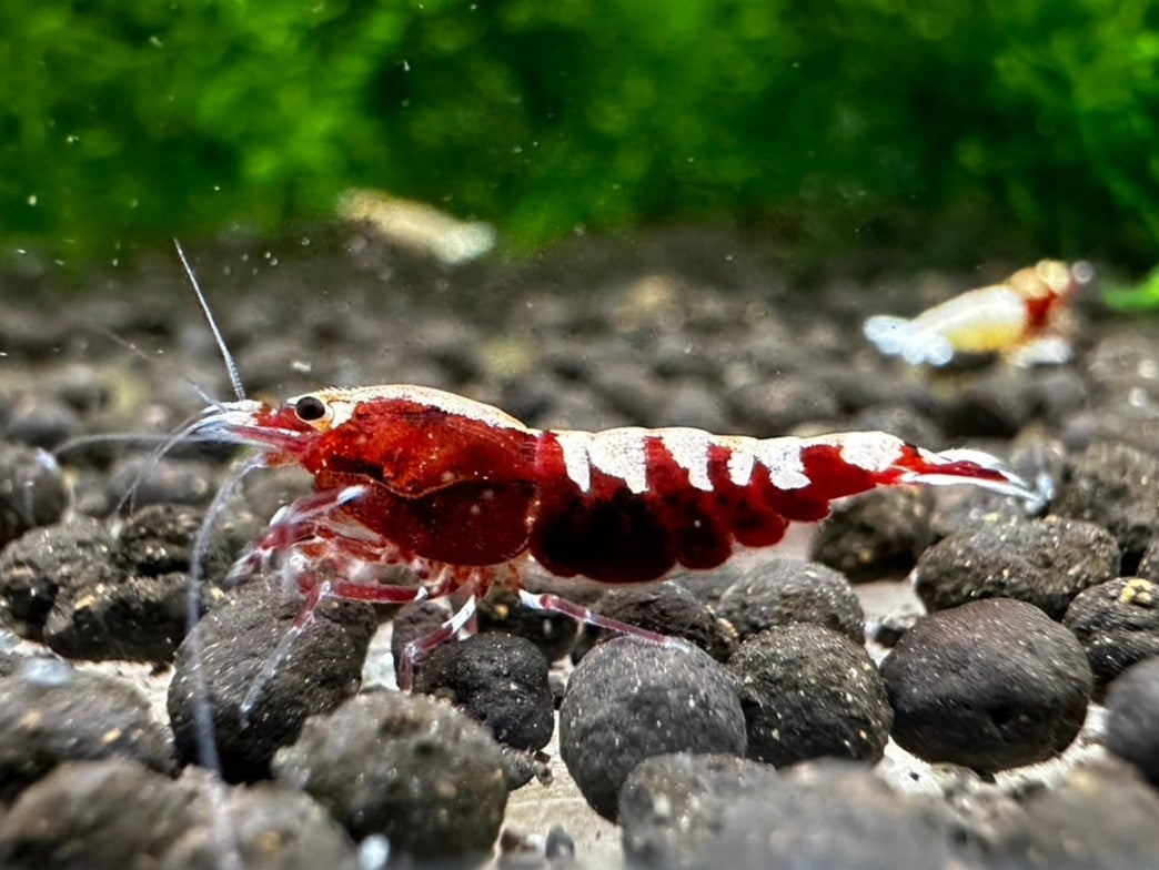 RED PINTO MIX ( $8.99/1p )