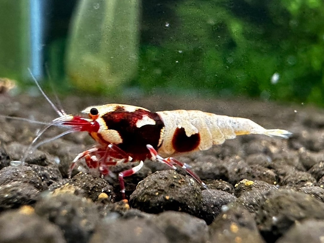RED PINTO MIX ( $8.99/1p )