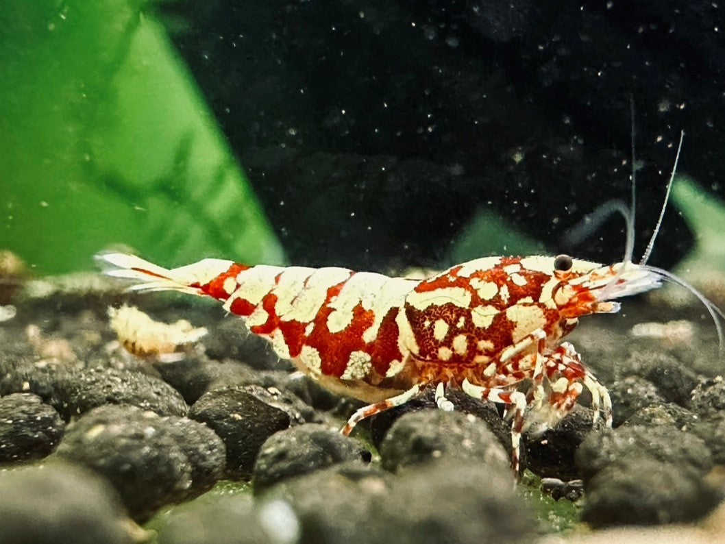 RED SNOWFLAKE - LOW GRADE ( $29.99/1p )