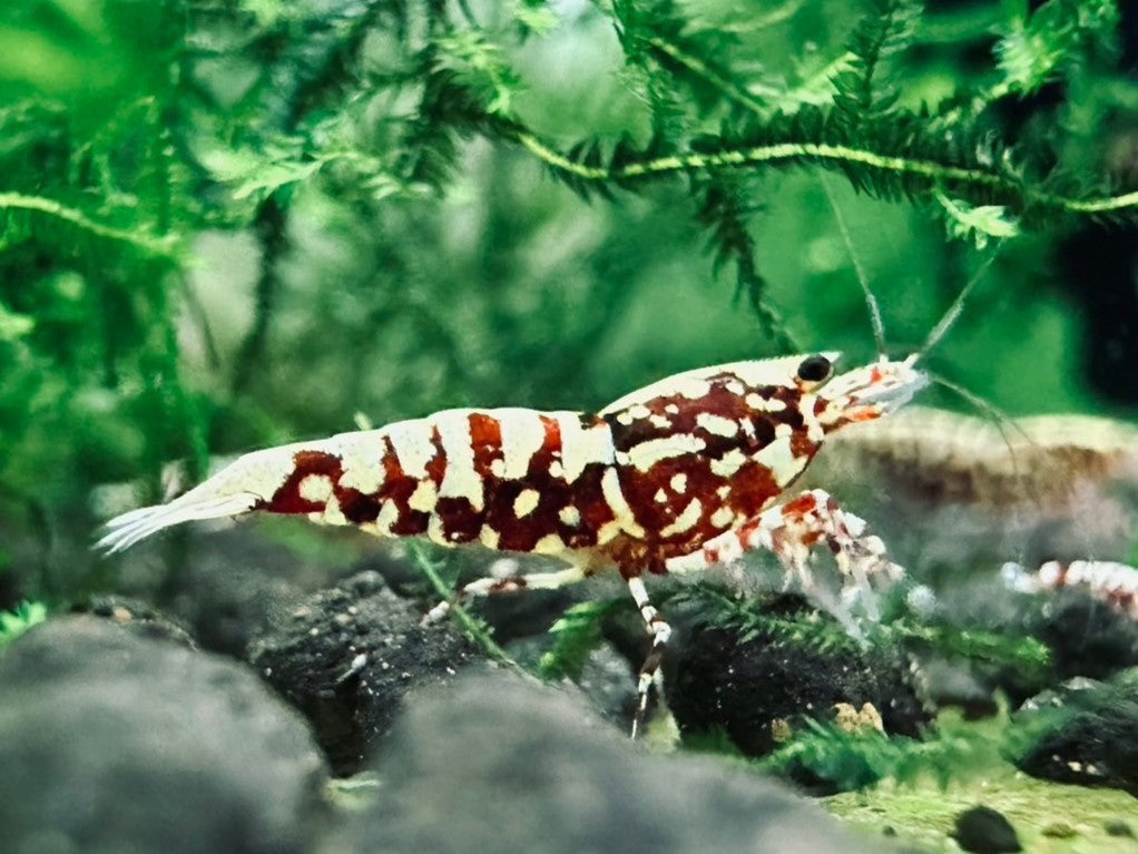 RED SNOWFLAKE - MID GRADE ( $59.99/1p )