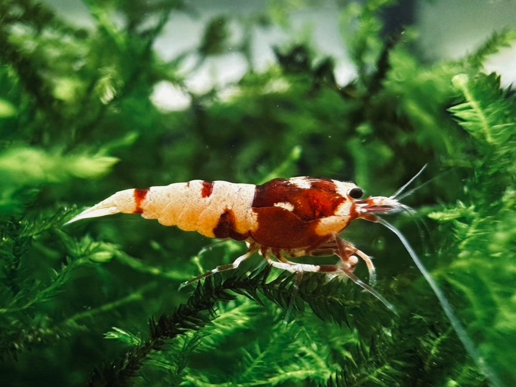 RED SPOTTED PINTO ( $11.99/1p )