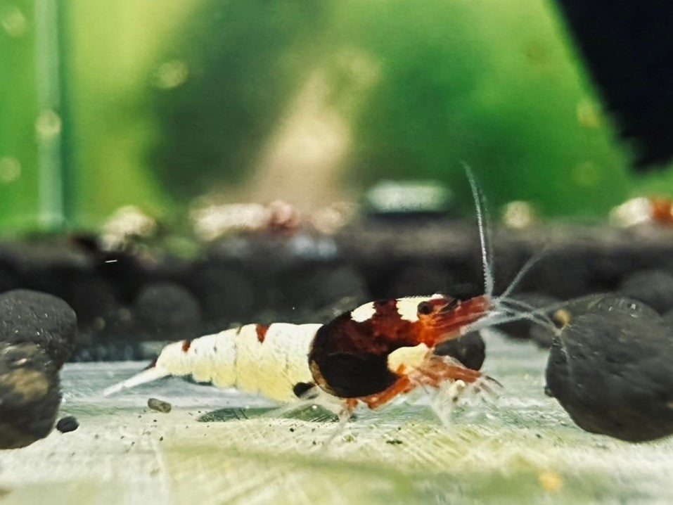 RED SPOTTED PINTO ( $11.99/1p )