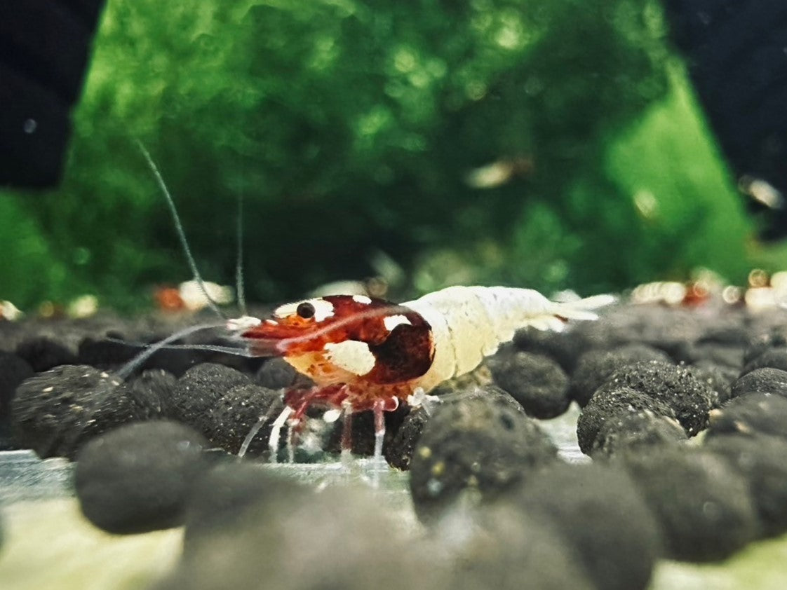 RED SPOTTED PINTO ( $11.99/1p )