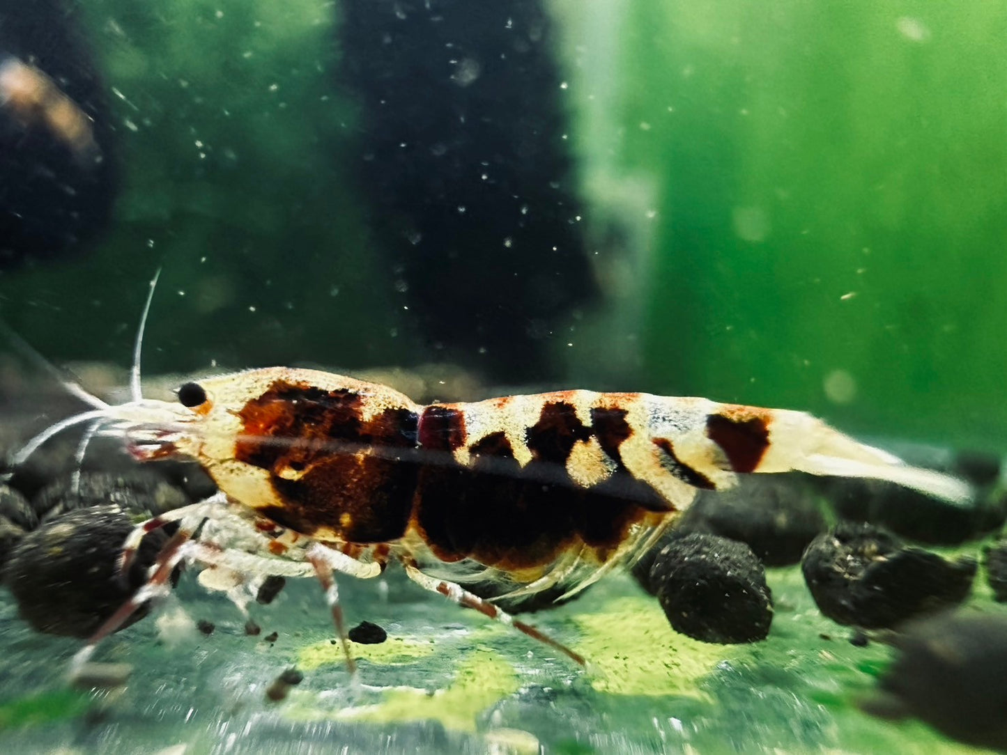 RED TIGER PINTO - LOW GRADE($29.99/1p)