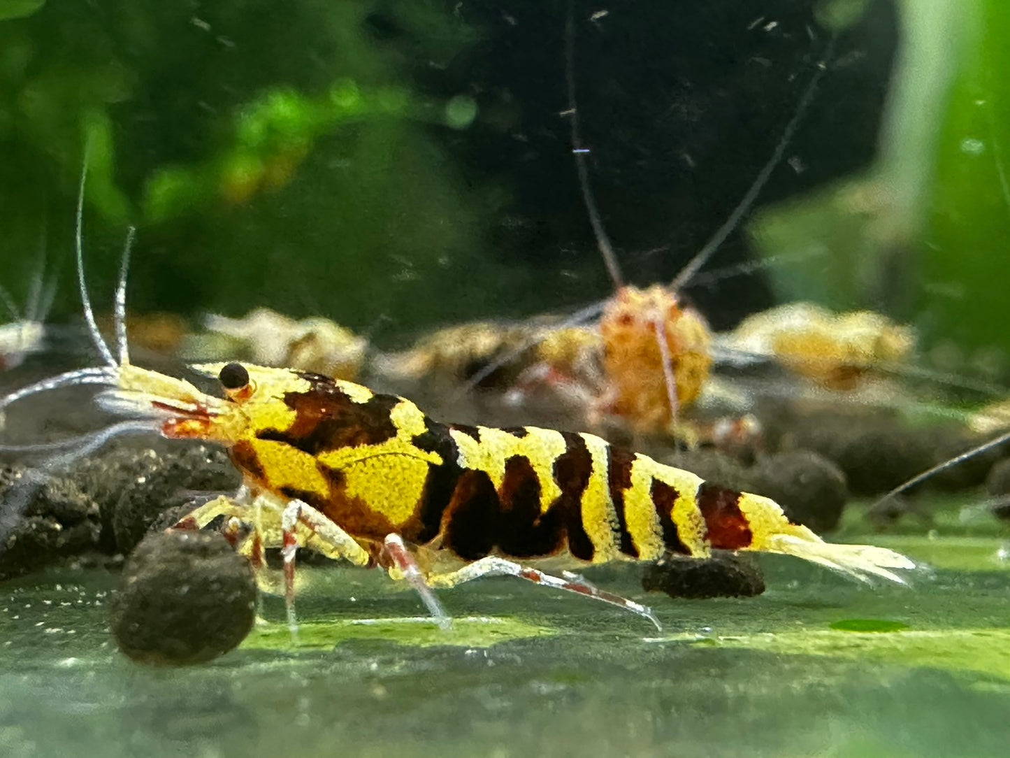 RED TIGER PINTO - LOW GRADE($29.99/1p)