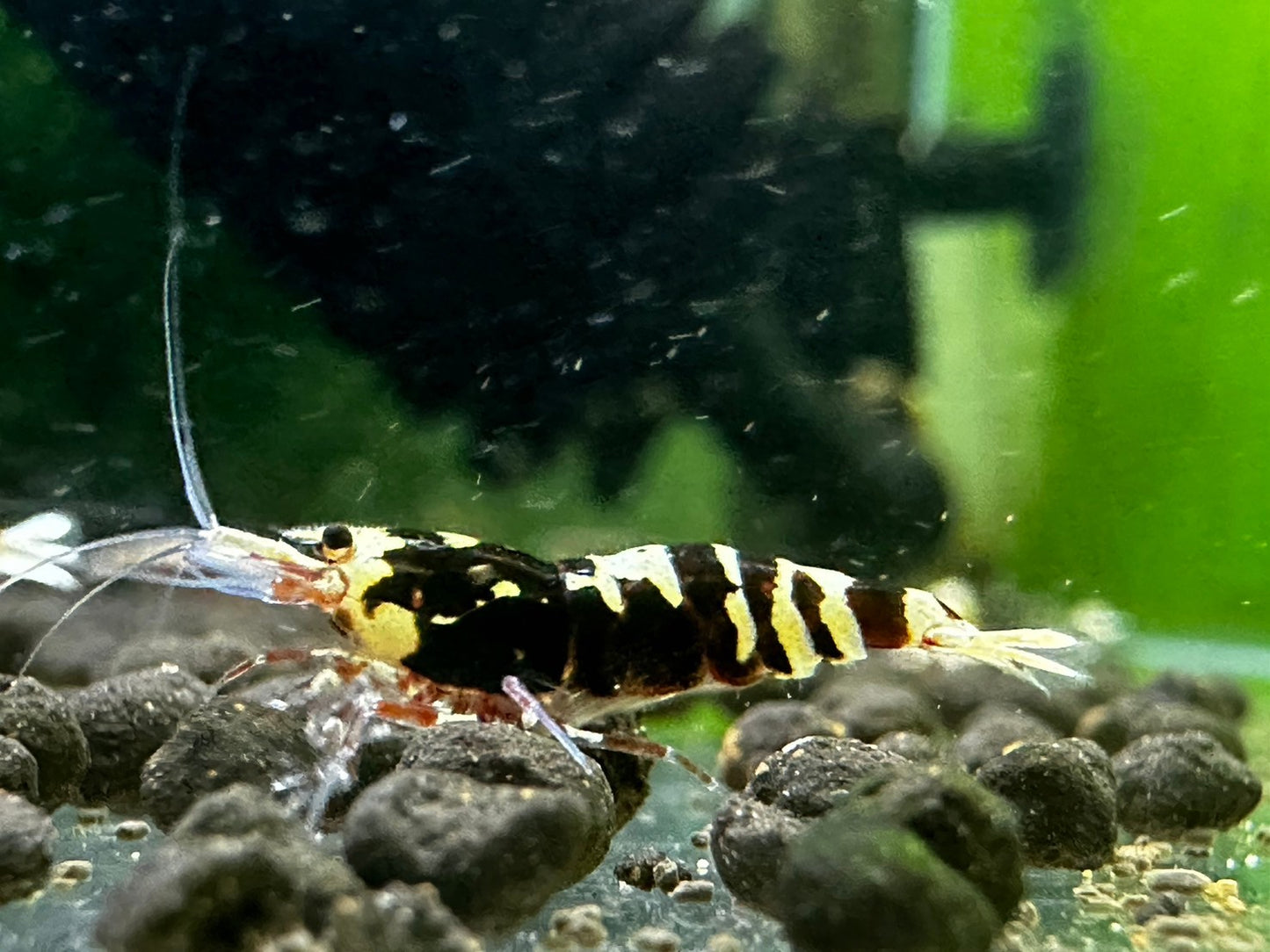 RED TIGER PINTO-MID GRADE($59.99/1p)