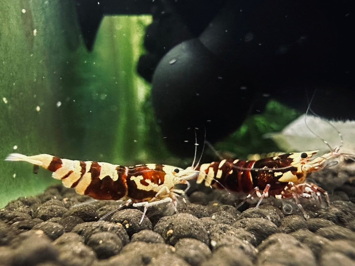 RED TIGER PINTO-MID GRADE($59.99/1p)