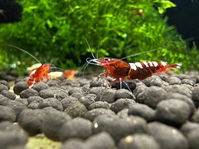 RED ZEBRA PINTO ( $8.99/1p )
