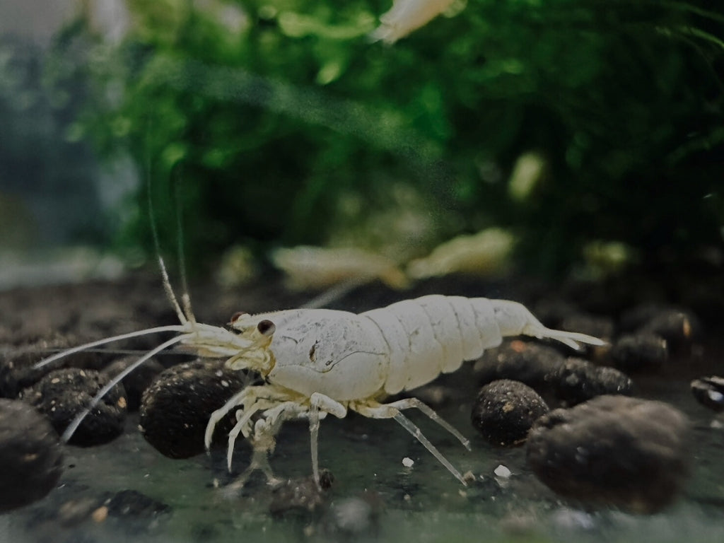 SNOW WHITE - MID GRADE ( $29.99/1p )