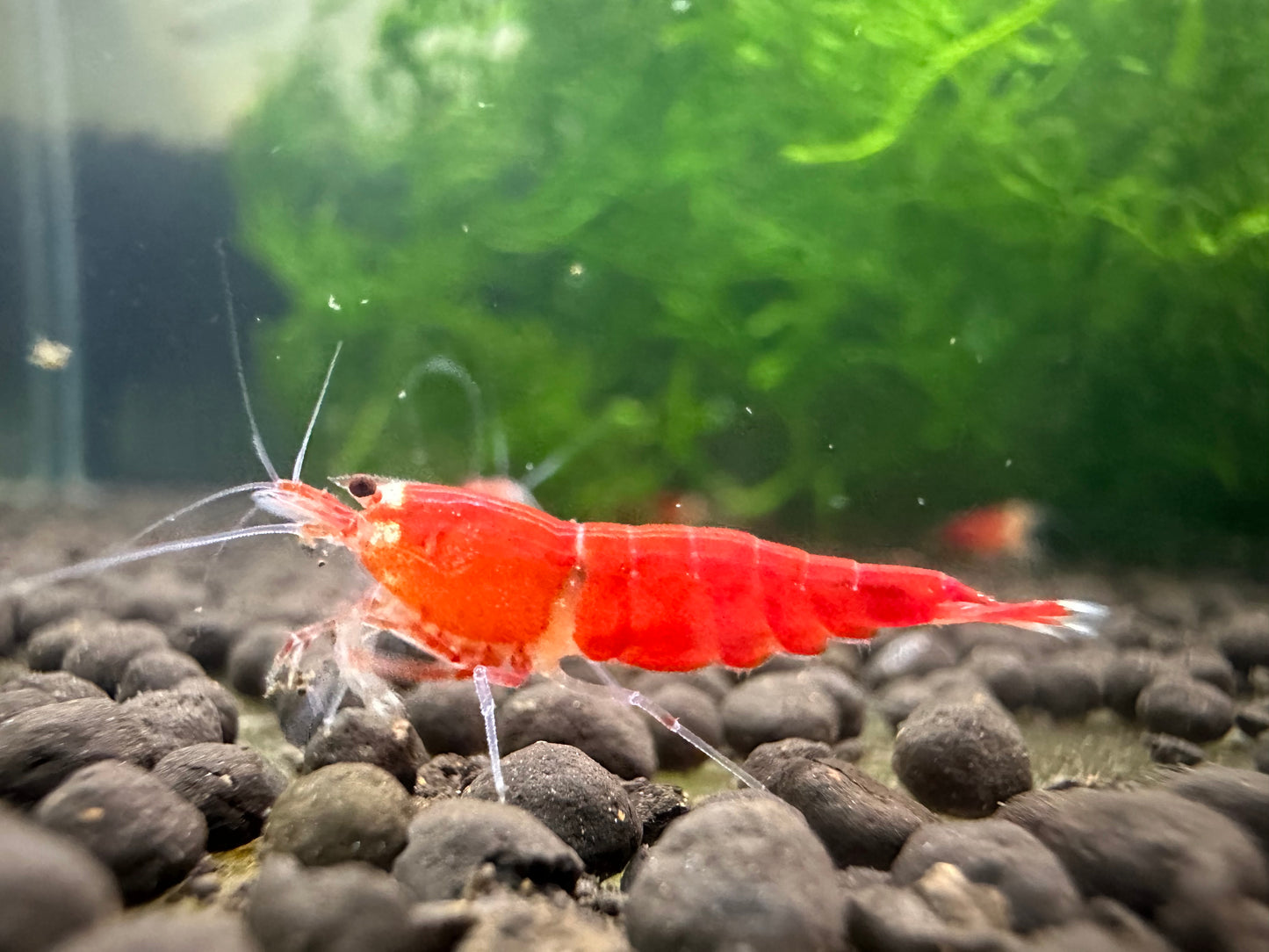 SUPER RED FULL RED ( $15.99/1p )