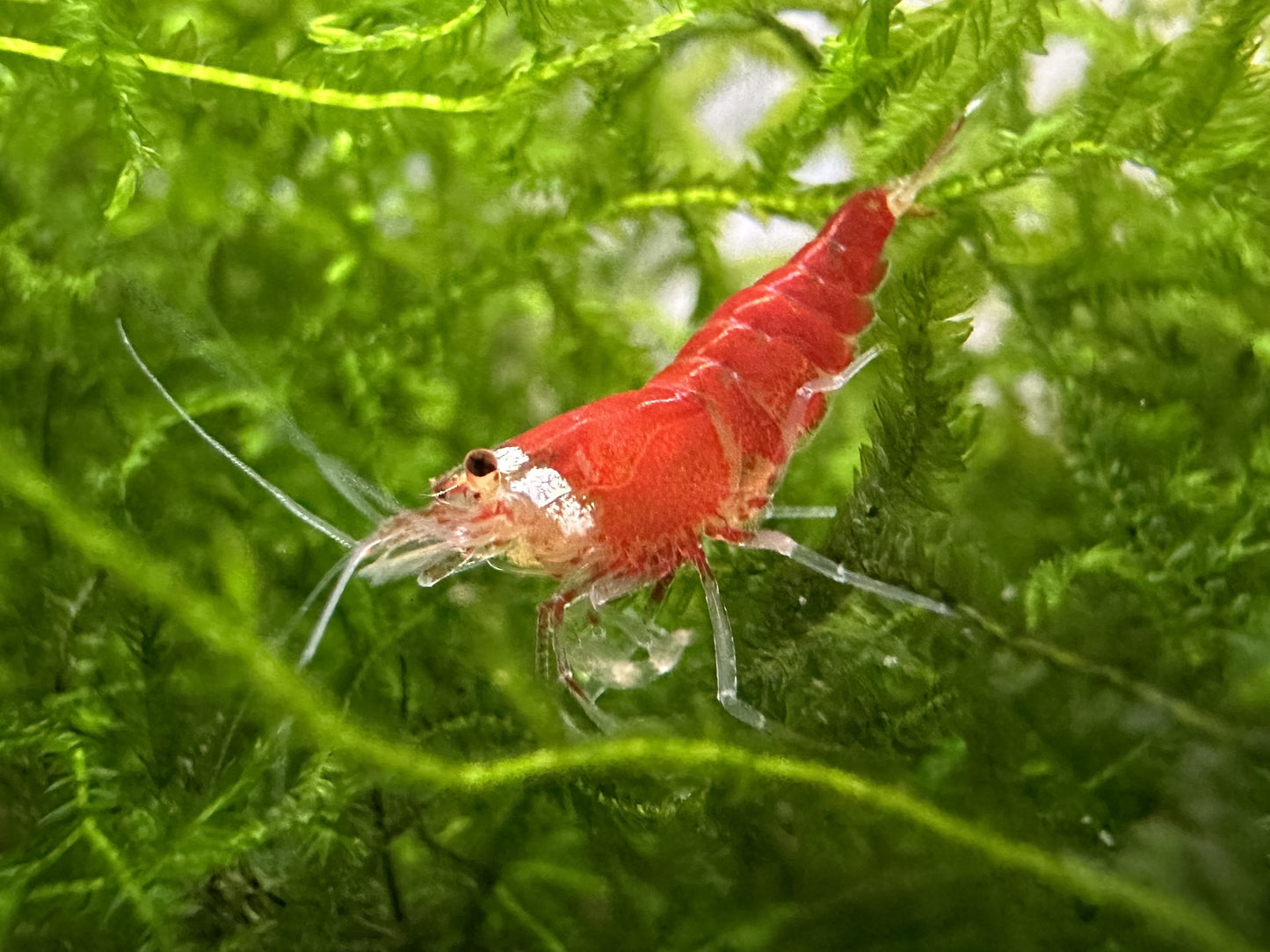 SUPER RED FULL RED ( $15.99/1p )