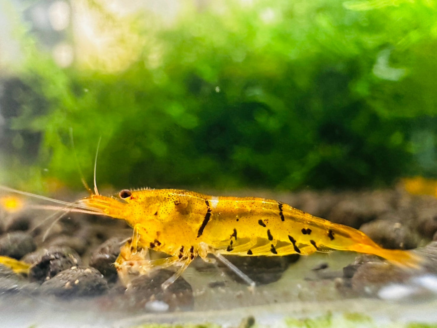 TANGERINE TIGER ( $5.99/1p )
