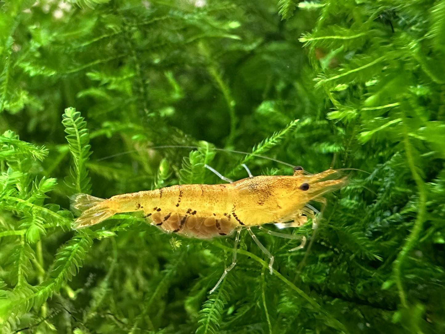 TANGERINE TIGER ( $5.99/1p )