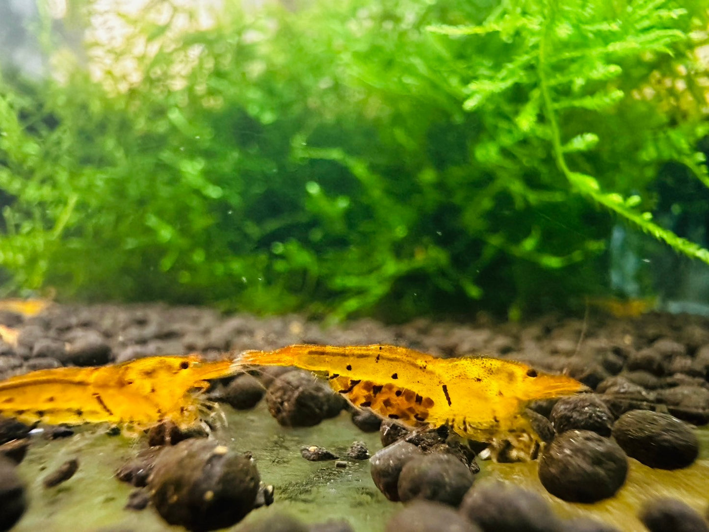 TANGERINE TIGER ( $5.99/1p )