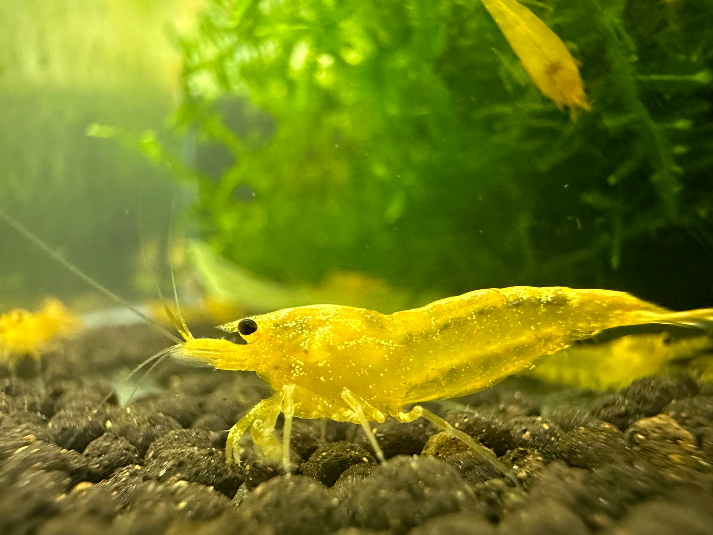 YELLOW KING KONG ( $4.49/1p )