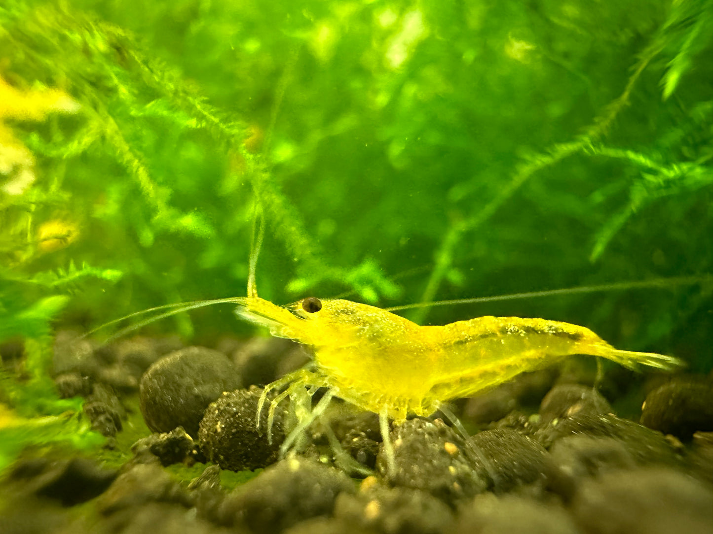 YELLOW KING KONG ( $4.49/1p )