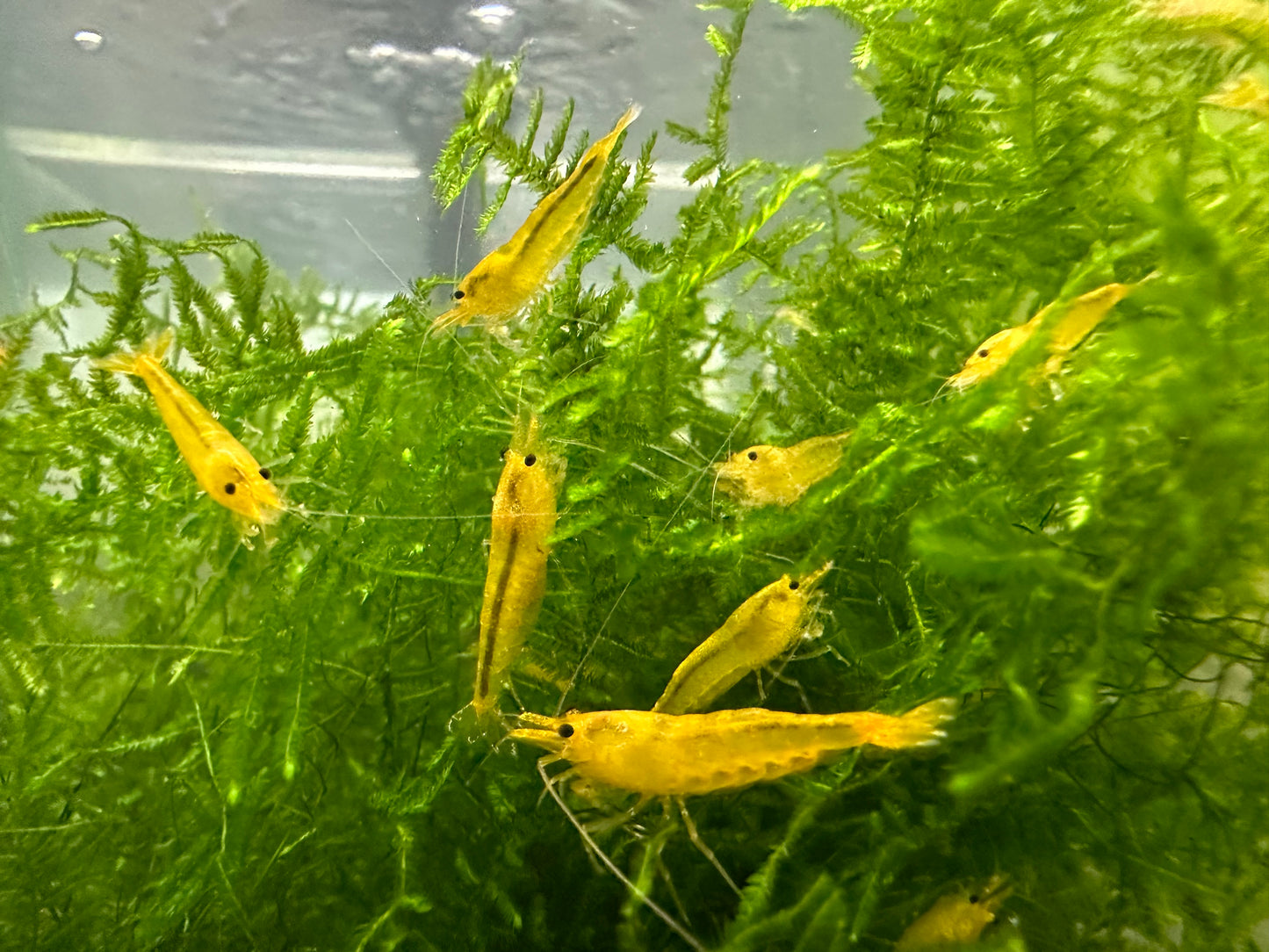 YELLOW KING KONG ( $4.49/1p )