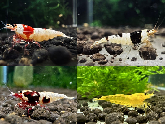 ASSORTED CARIDINA  ( Special offer )