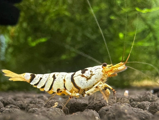 BLACK FANCY TIGER - A GRADE ( $19.99/1p )