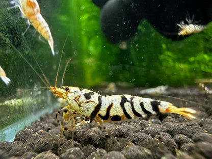 BLACK FANCY TIGER - A GRADE ( $19.99/1p )