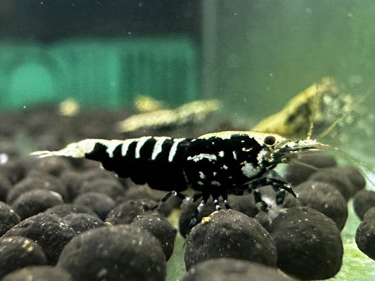 BLACK GALAXY FISHBONE - LOW GRADE  ( $17.99/1p )