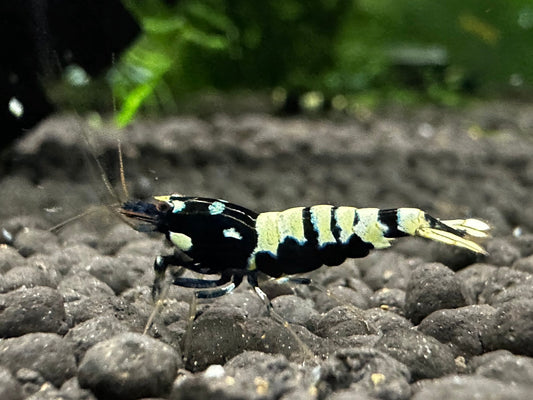 BLACK PINTO MIX  ( $8.99/1p )