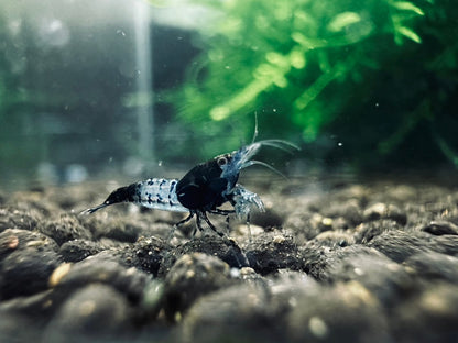 BLACK RILI  ( $6.99/1p )