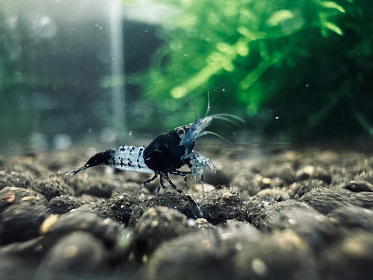 BLACK RILI  ( $6.99/1p )