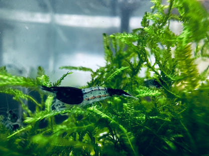 BLACK RILI  ( $6.99/1p )