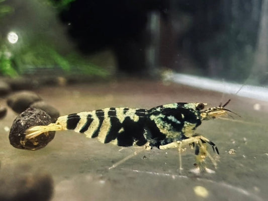 BLACK TIGER PINTO - MID GRADE  ( $59.99/1p )
