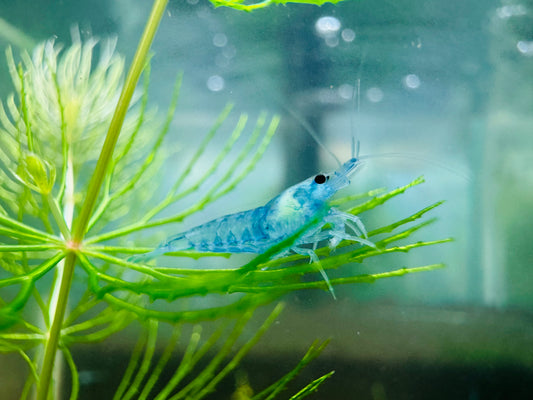 BLUE JELLY   ( $4.99/1p )
