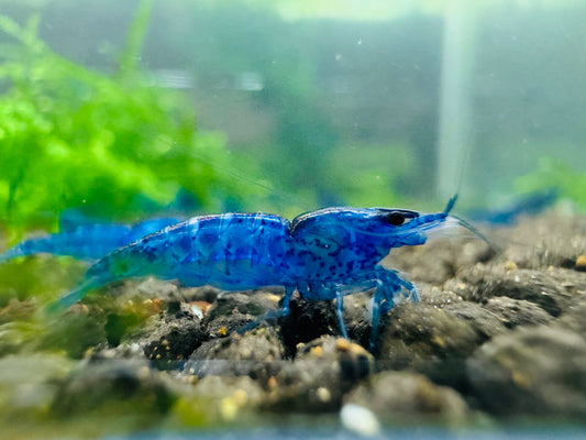 BLUE VELVET  ( $4.99/1p )
