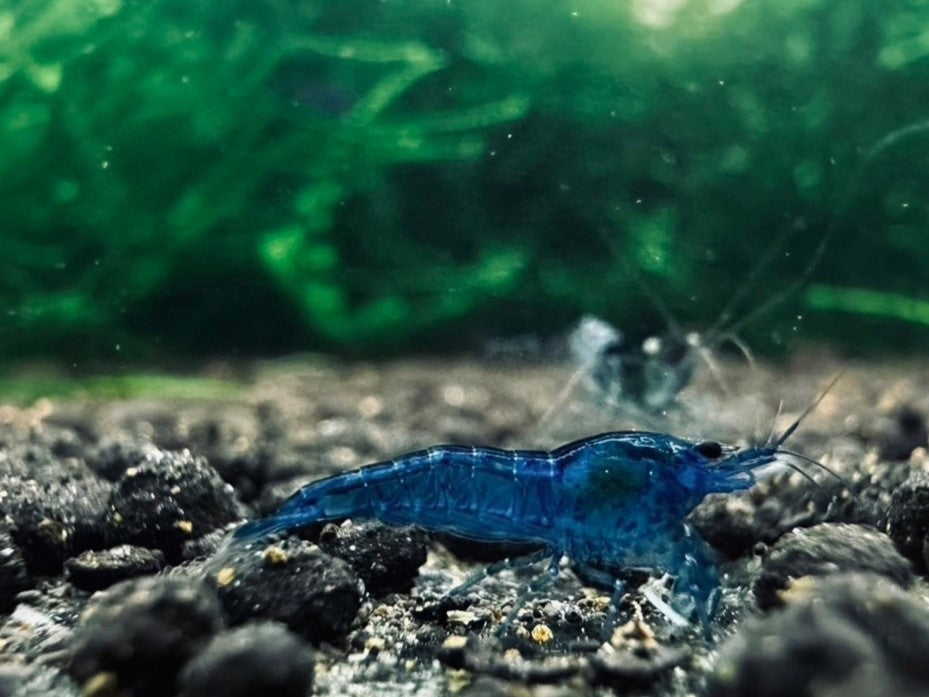 FANTASY BLUE VELVET  ( $6.99/1p )