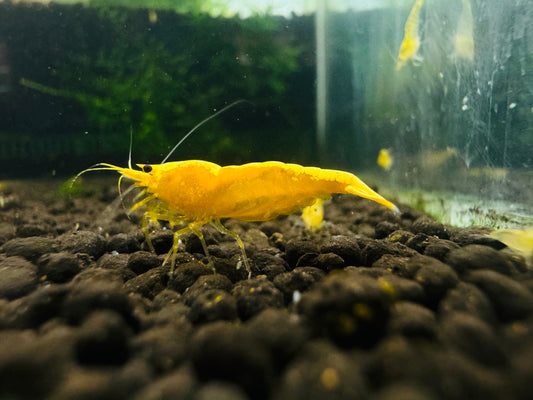 GOLDEN SHRIMP GOLDEN BACK  ( $5.99/1p )