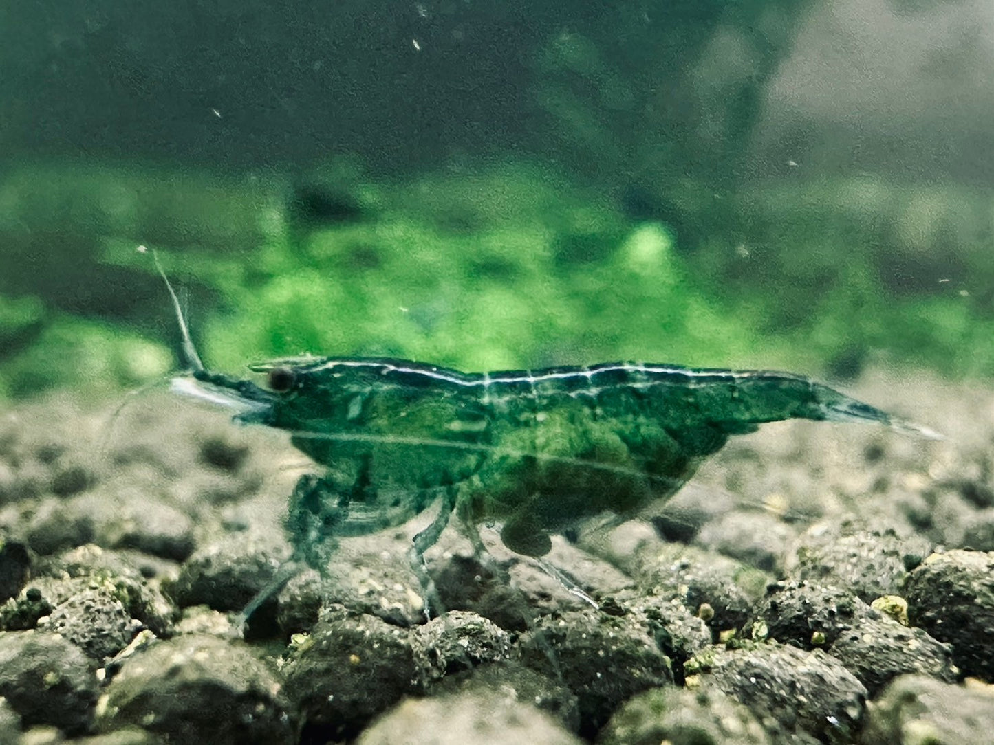 GREEN JADE   ( $6.99/1p )