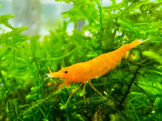 JIN SHA  ( $8.99/1p )
