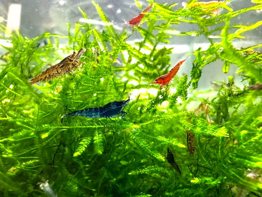 ASSORTED NEOCARIDINA SHRIMP ( Special offer )