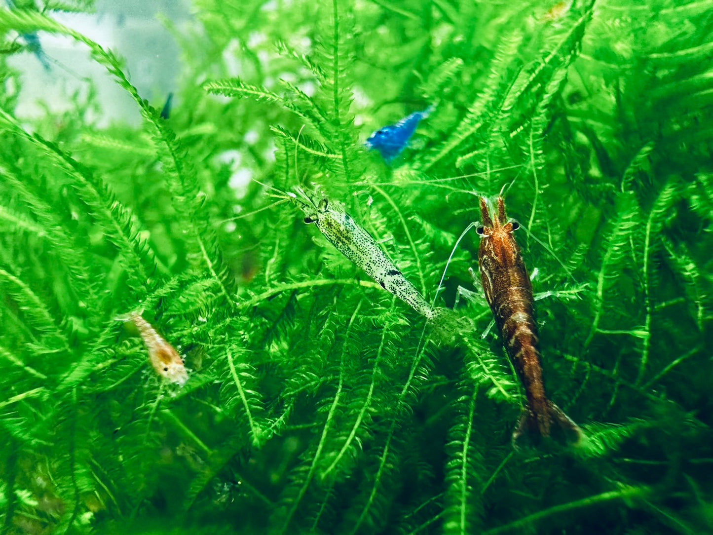 ASSORTED NEOCARIDINA SHRIMP ( Special offer )