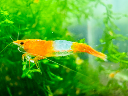 ORANGE RILI  ( $4.99/1p )