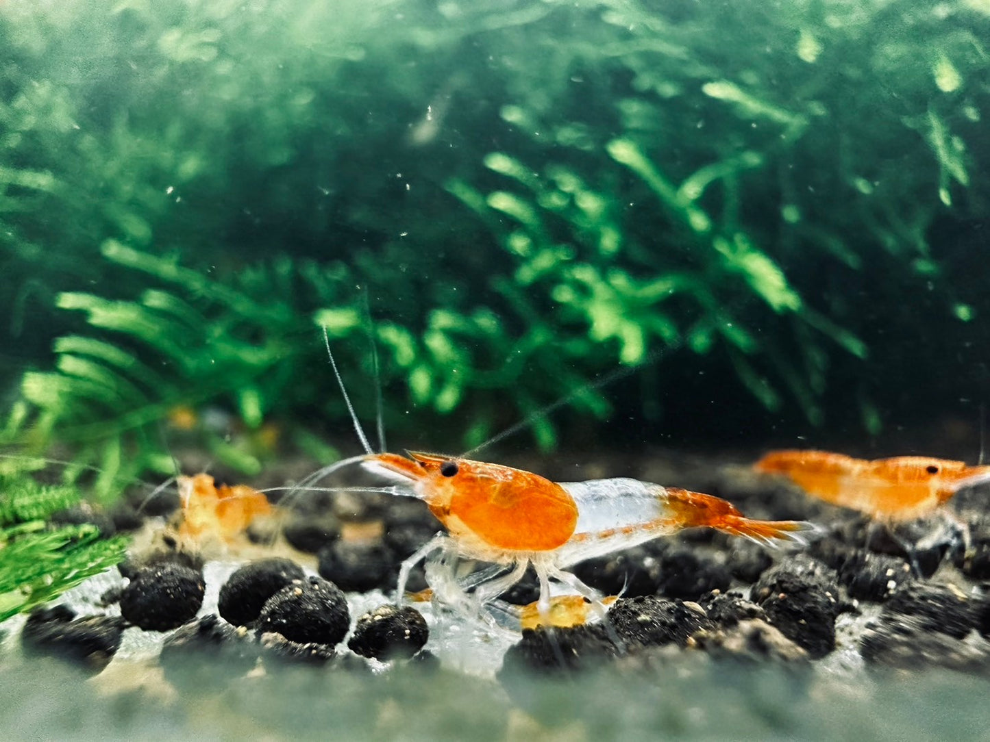 ORANGE RILI  ( $4.99/1p )