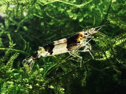 PRINCESS BEE  ( $9.99/1p )